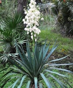 Soft Leaf Yucca | Brick's Garden Exchange