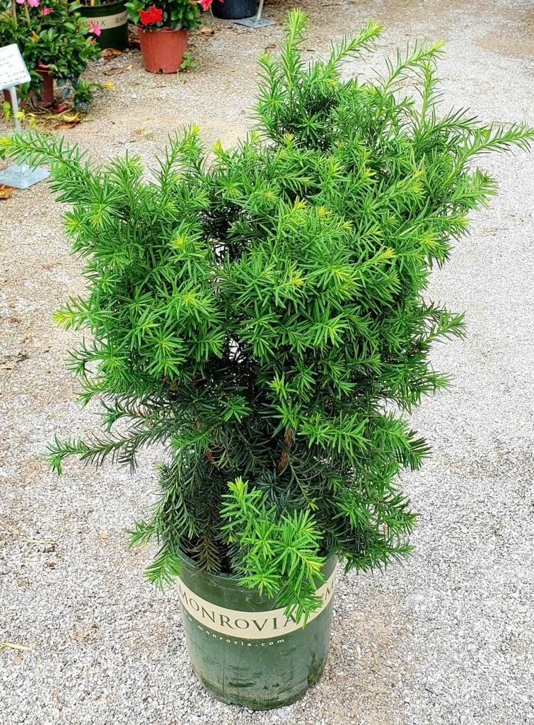 Japanese Hicks Yew | Brick's Garden Exchange