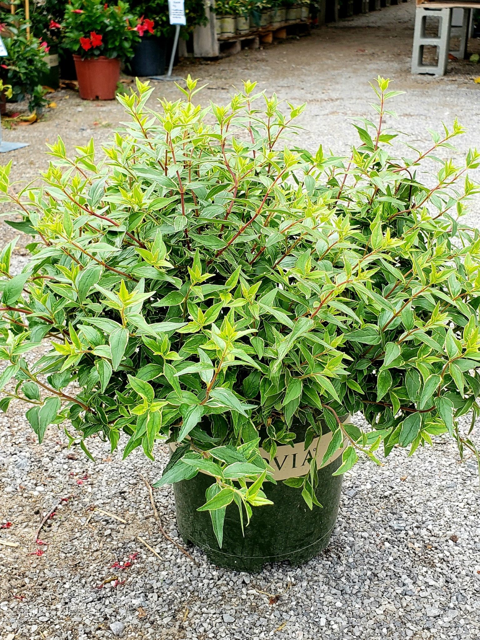 Lucky Lots Abelia | Brick's Garden Exchange