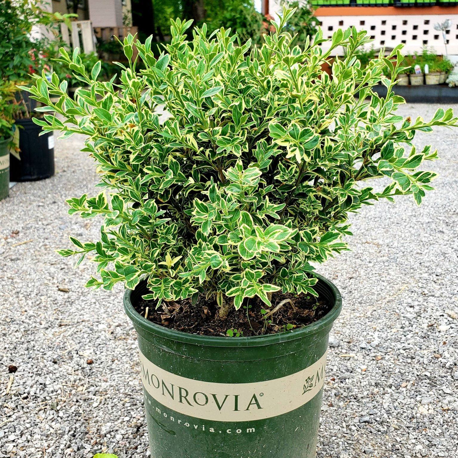 Variegated English Boxwood | Brick's Garden Exchange