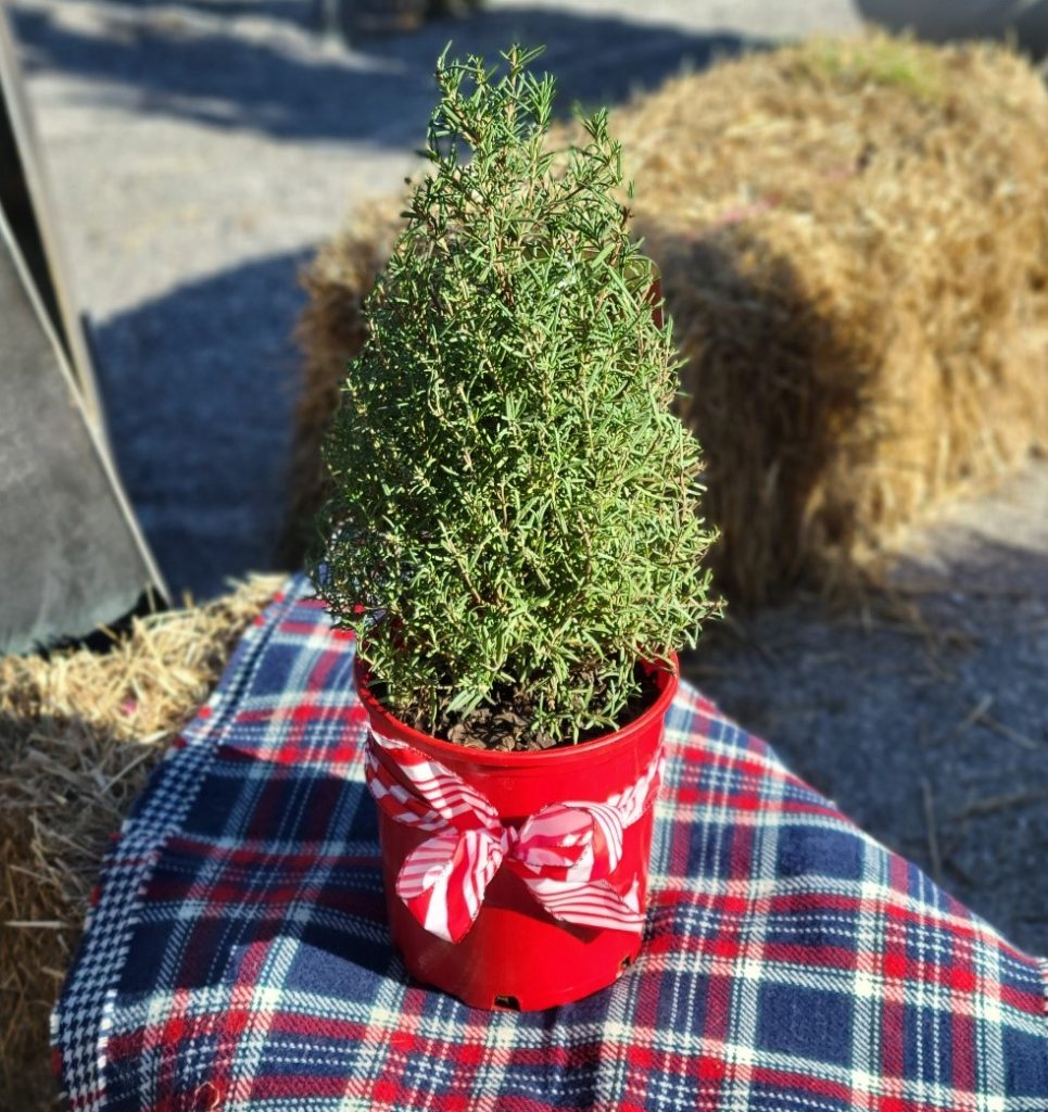 Rosemary Topiary Brick's Garden Exchange