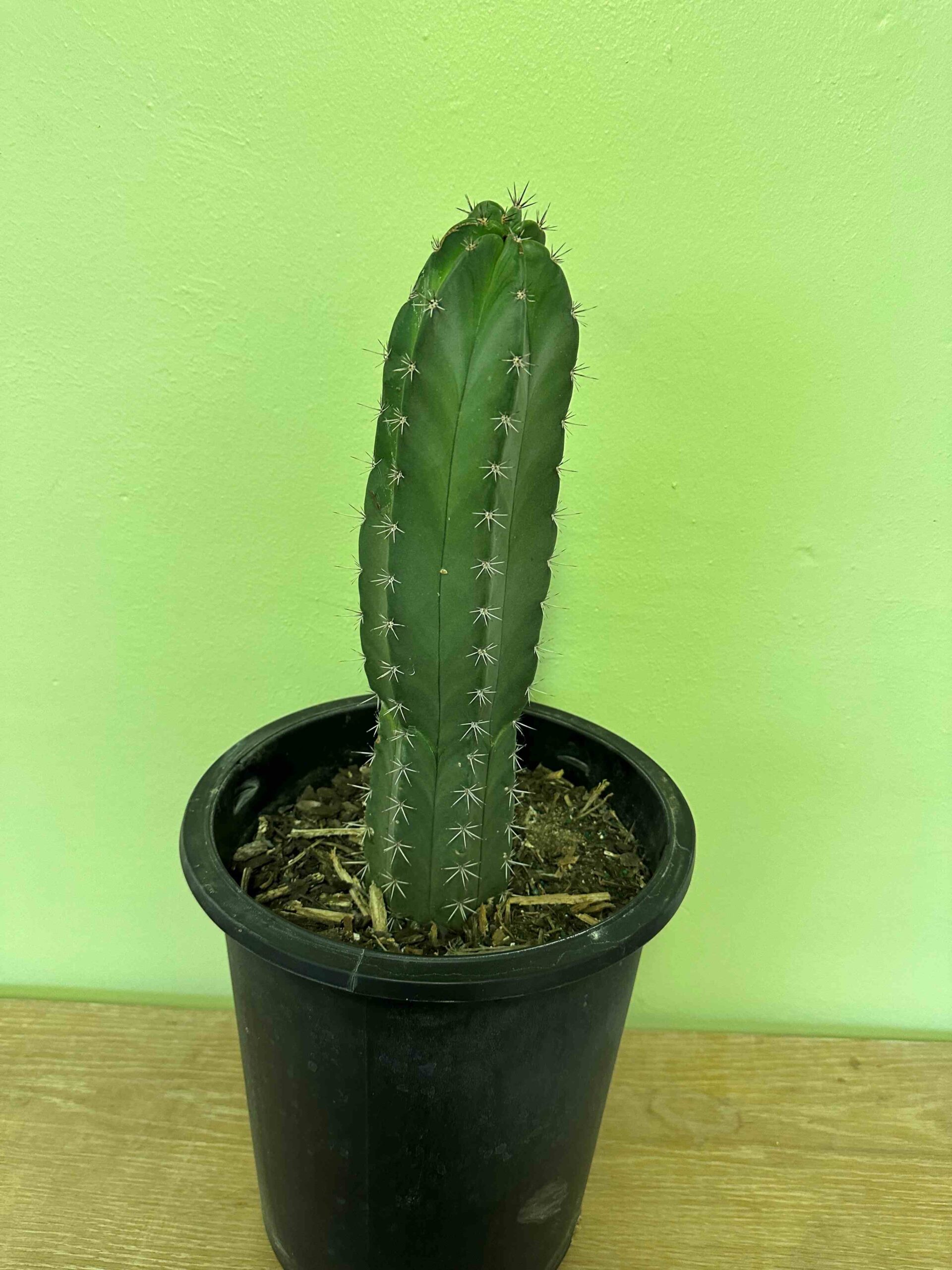 Organ Pipe Gray Ghost "Stenocereus Pruinosus" | Brick's Garden Exchange